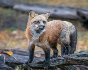 Curious Red Fox 4052