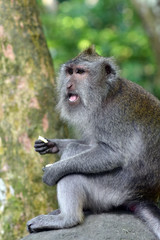 Monkey at Sacred Monkey Forest, Ubud, Bali, Indonesia. Long-tailed macaque