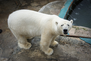 white bear in a zoo. Animal Rescue. Content in captivity.