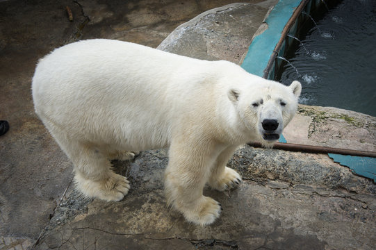 white bear in a zoo. Animal Rescue. Content in captivity.