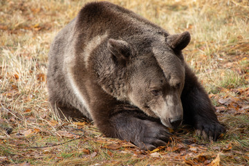 Grizzly Bear Getting Sleepy in the Afternoon Sun