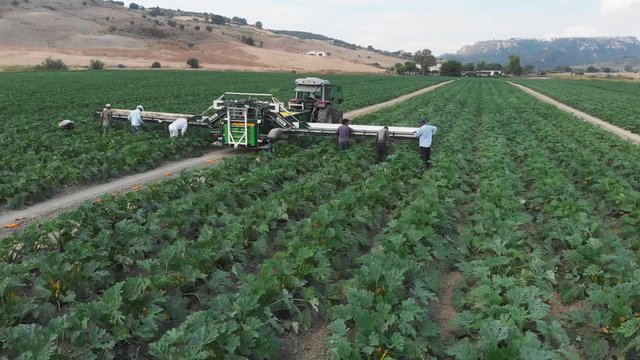 drone flying around yellow zucchini field. Industrial harvesting