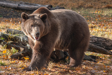 Grizzly Bear in the Fall 1425