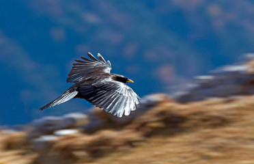 Eine Bergdohle im Tennengebirge