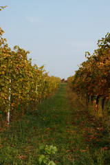 Fototapeta na wymiar vineyard with red and orange leaves in autumn