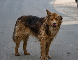 old, dog, kindness, care, protection, nature, animal