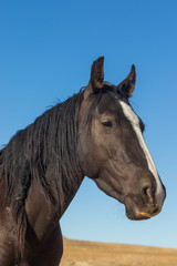 Obraz premium Portrait of a Beautiful Wild Horse
