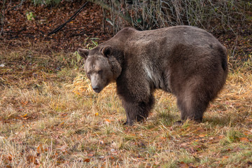 Grizzly in the Fall 1306