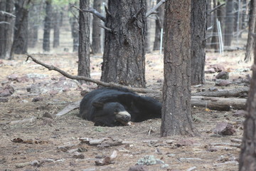 Sleeping Bear