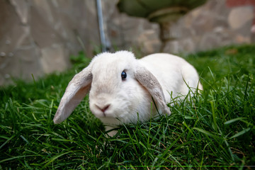 grass rabbit 