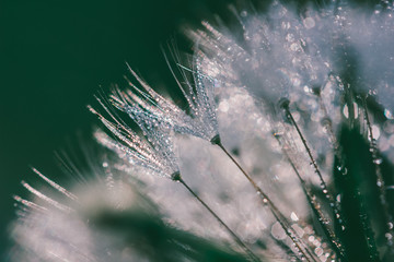 abstract blurred macro photo of fluffy dandelion in dew drops, small depth of field