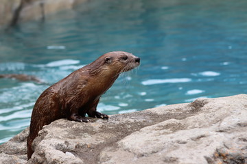 Otter