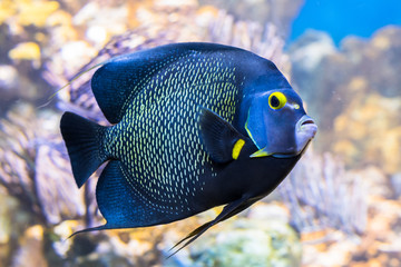 King angelfish Holacanthus passer , also known as the passer angelfish. - obrazy, fototapety, plakaty