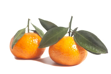 Ripe mandarins with green leaves