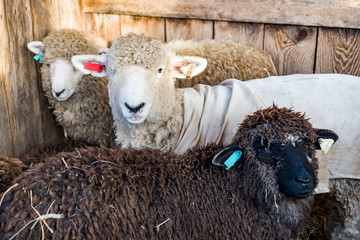 Funny sheep. Portrait of sheep in a farm.