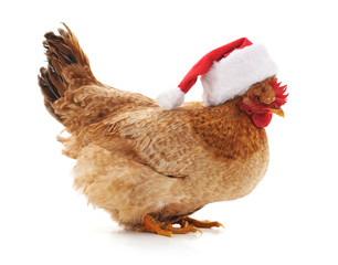 Chicken in a Christmas hat.