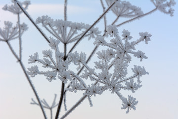 The winter forest is covered with frost