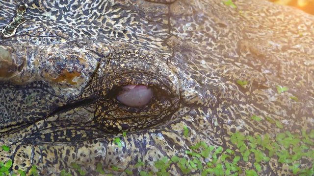 Close up eye of crocodile open and close eye