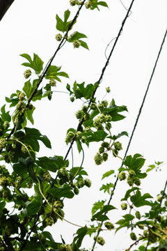 Green hops for beer making brewing