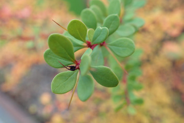 colorful branch of a bush with small leavesin the autumn