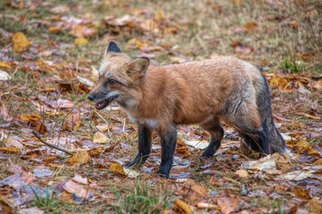 Red Fox Eating a mouse 4125