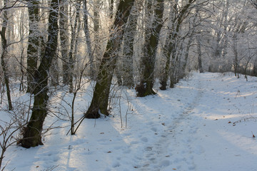 The winter forest is covered with frost