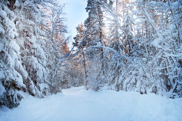 winter forest
