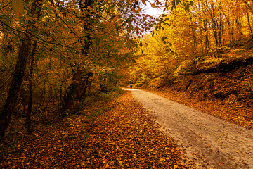 Longoz forests are rare ecosystems. The main condition for the continuity of this ecosystem is the...