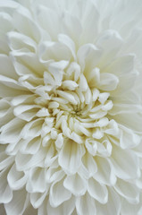 beautiful big white blossoming aster flower