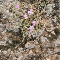 Texture of old moss on a hill and small wild lilac flowers, view from above, in a natural environment