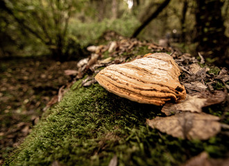 Longoz forests are rare ecosystems. The main condition for the continuity of this ecosystem is the constant existence of abundant water. The longs are only found in Amazon, Africa, Congo  and İğneada.