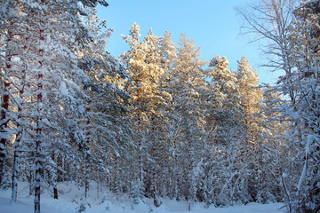 Солнечные макушки