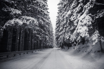 winter road through forest