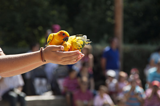 Ni&ntilde;o con cotorras del Sol en las manos.