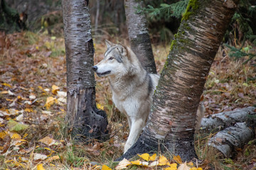 Naklejka na ściany i meble Tundra Wolf in the Birch Trees
