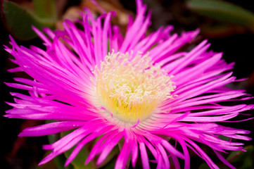 Flower of the Purple Ice Plant