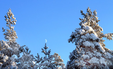 Украшение зимы