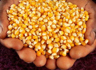 MAN HOLDING CORN KERNELS