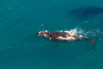 Side view of Whale in St Lucia, South Africa, one of the top Safari Tour destinations. Whale watching during migration between June and November in winter season. Aerial view from scenic flight.