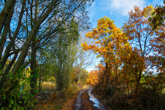 camino rural bordeado de altos robles y otros &aacute;rboles en un frio dia de oto&ntilde;o