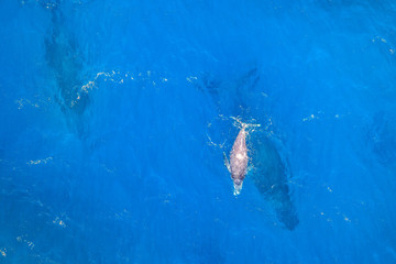 Blue sea background with Copy space of whale family with mum and baby, aerial view. St Lucia, South Africa, the top Safari Tour destinations.