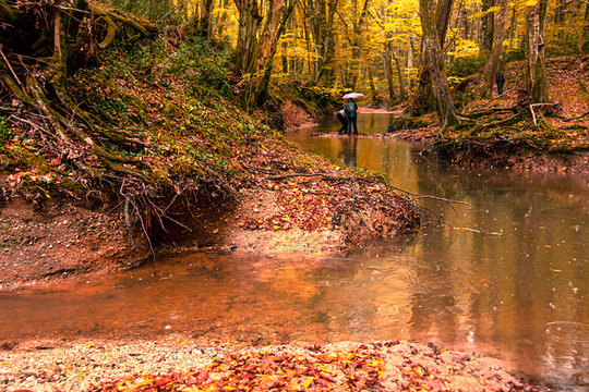Longoz forests are rare ecosystems. The main condition for the continuity of this ecosystem is the constant existence of abundant water. The longs are only found in Amazon, Africa, Congo  and İğneada.