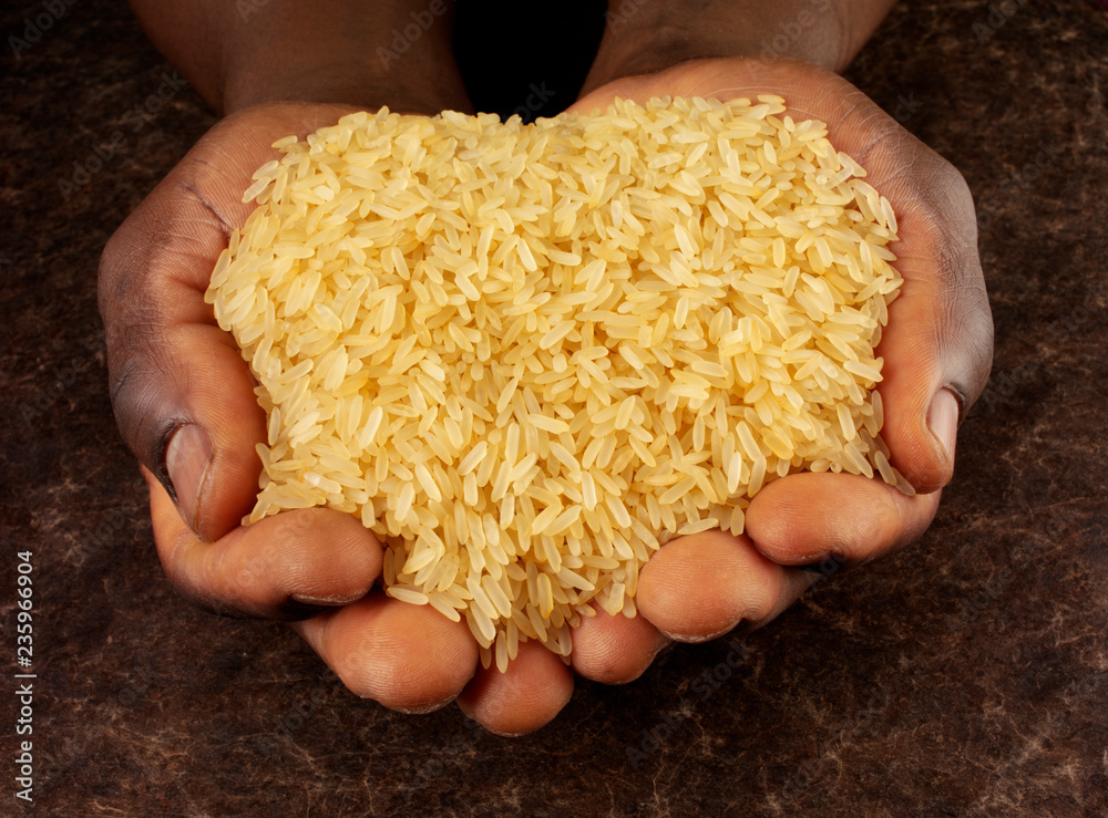 Canvas Prints MAN HOLDING LONG GRAIN RICE