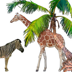 Naklejka premium Background with zebra, giraffe and palm tree