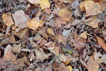 autumn fallen leaves on the ground