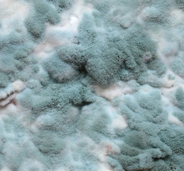 Mold. Abstract background.
