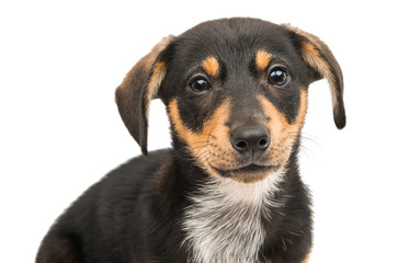 dachshund dog isolated