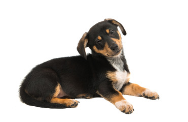 dachshund dog isolated