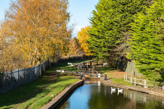 Geeses Swimming On Trent And Mersey Canal In Cheshire UK