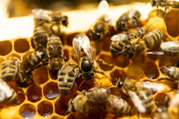 Bees on a honeycomb with honey. Worker bees seal the honeycomb.